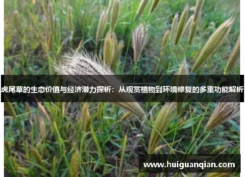 虎尾草的生态价值与经济潜力探析：从观赏植物到环境修复的多重功能解析